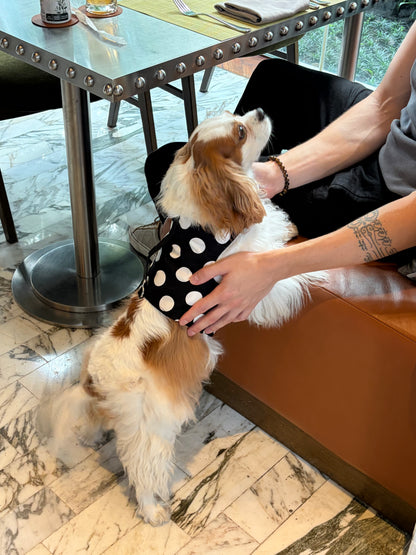 Ladybug Archive | Polka dot reversible dog harness vest