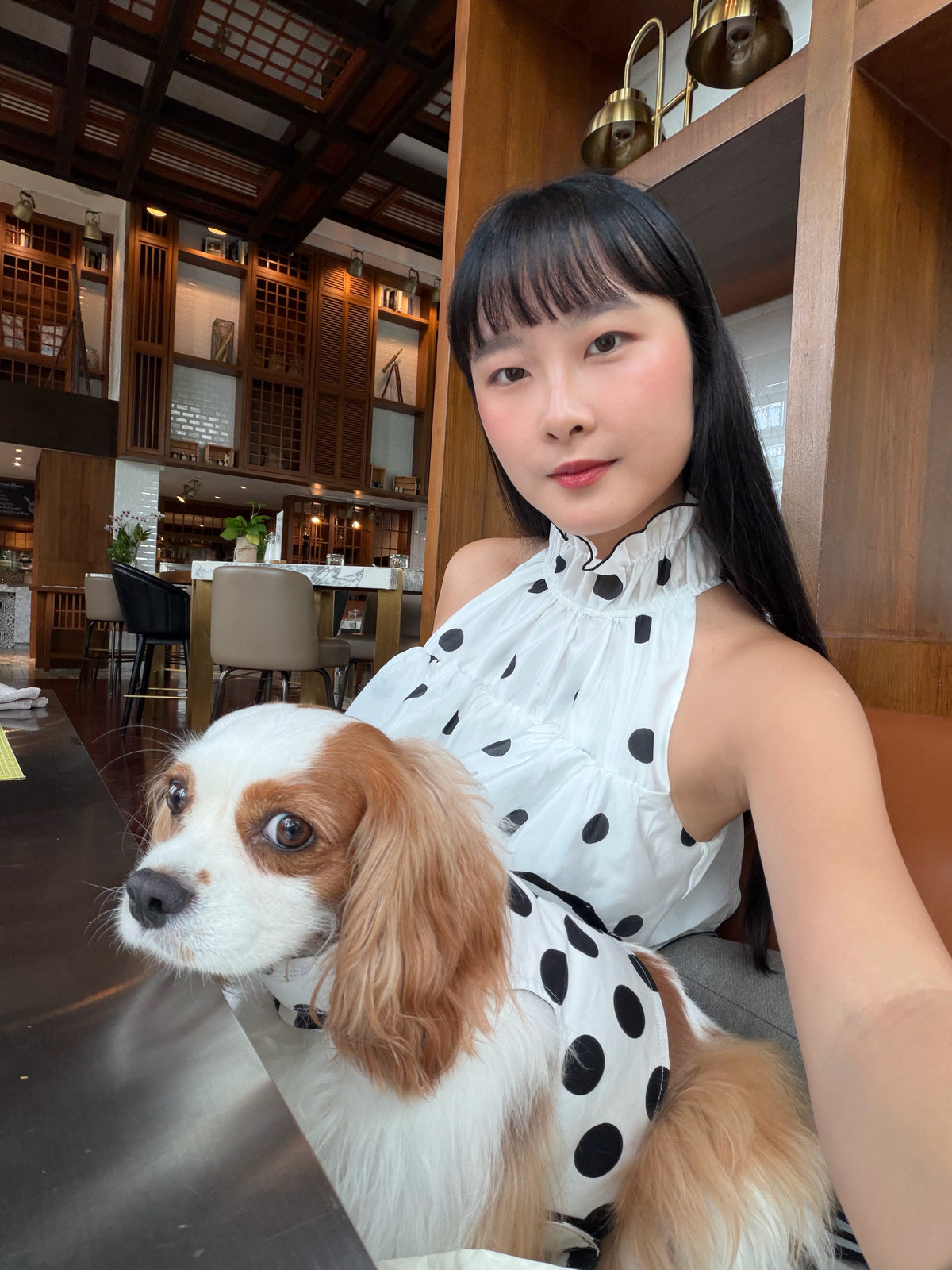 Ladybug Archive | Polka dot reversible dog harness vest
