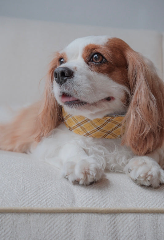 The Budapest Bakery | Plaid reversible dog harness vest